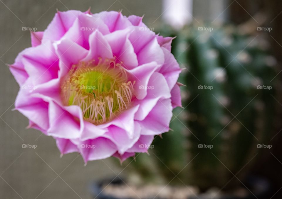 Beautiful cactus flower