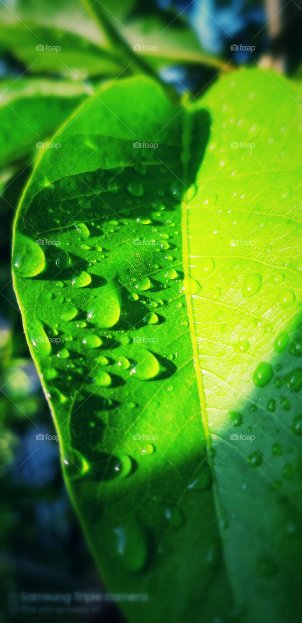 green colour stories