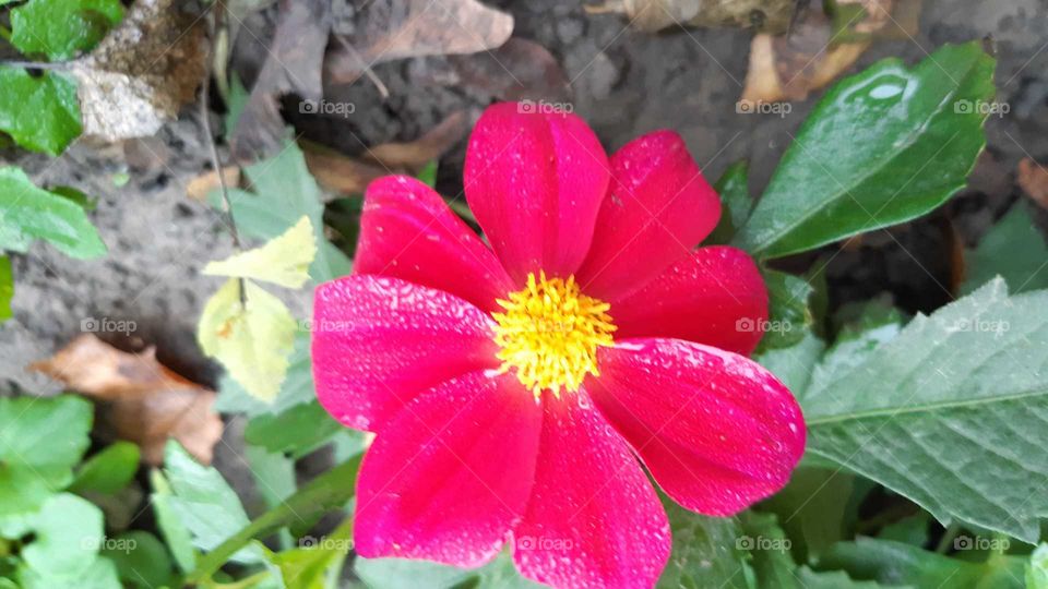 яскраві барви