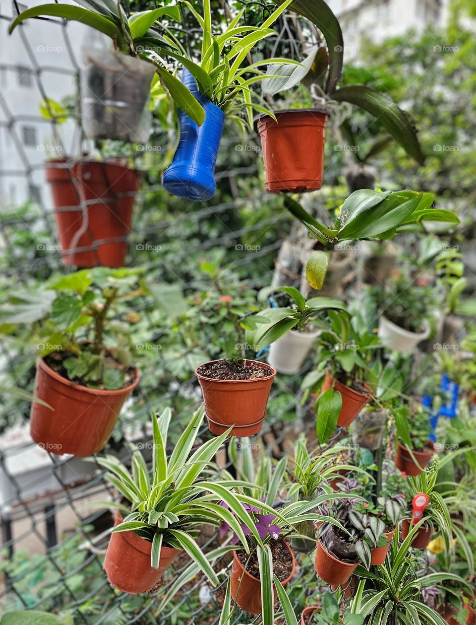 Planted pot plants on the fence in Hong Kong