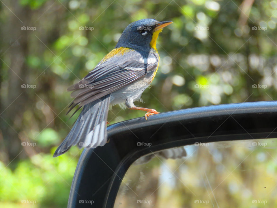 Northern Parula