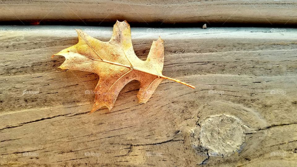 leaf on dock