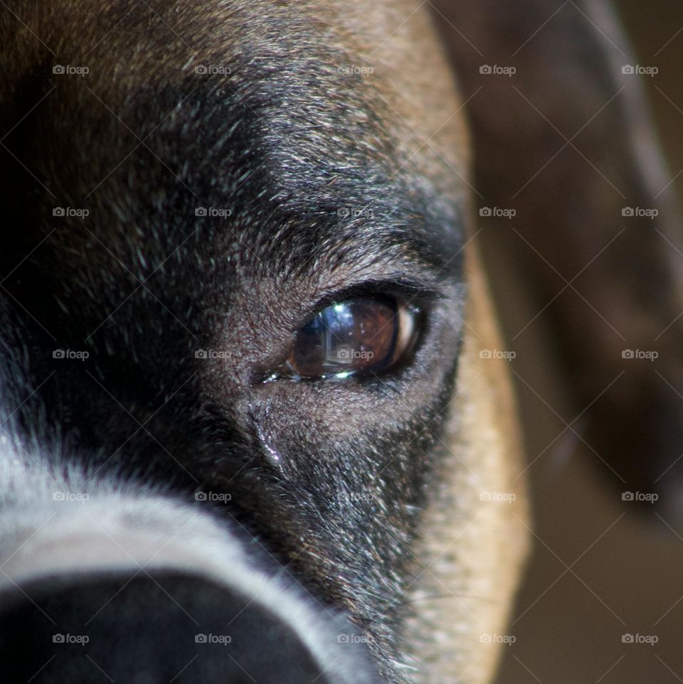 A Boxer just wants to run; Boxer looking out a open door where you can see a tree with a sun over it. 