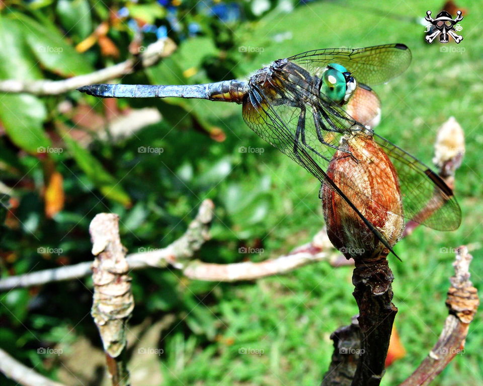 dragonfly 3