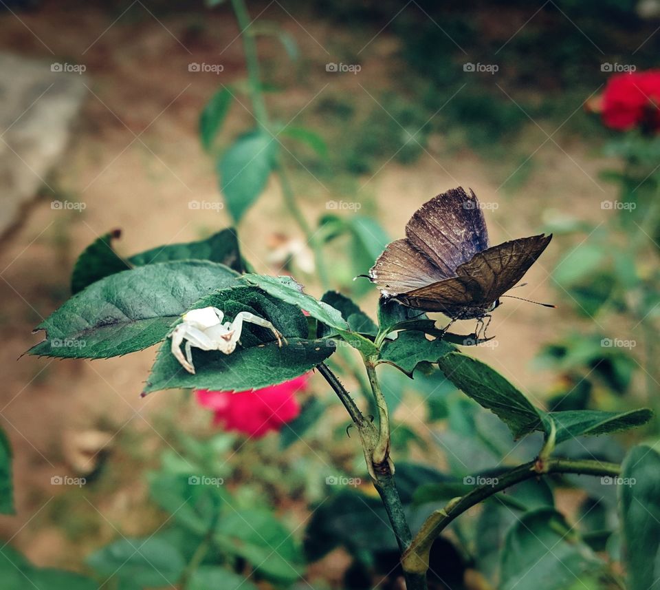 white spider and brown butterfly