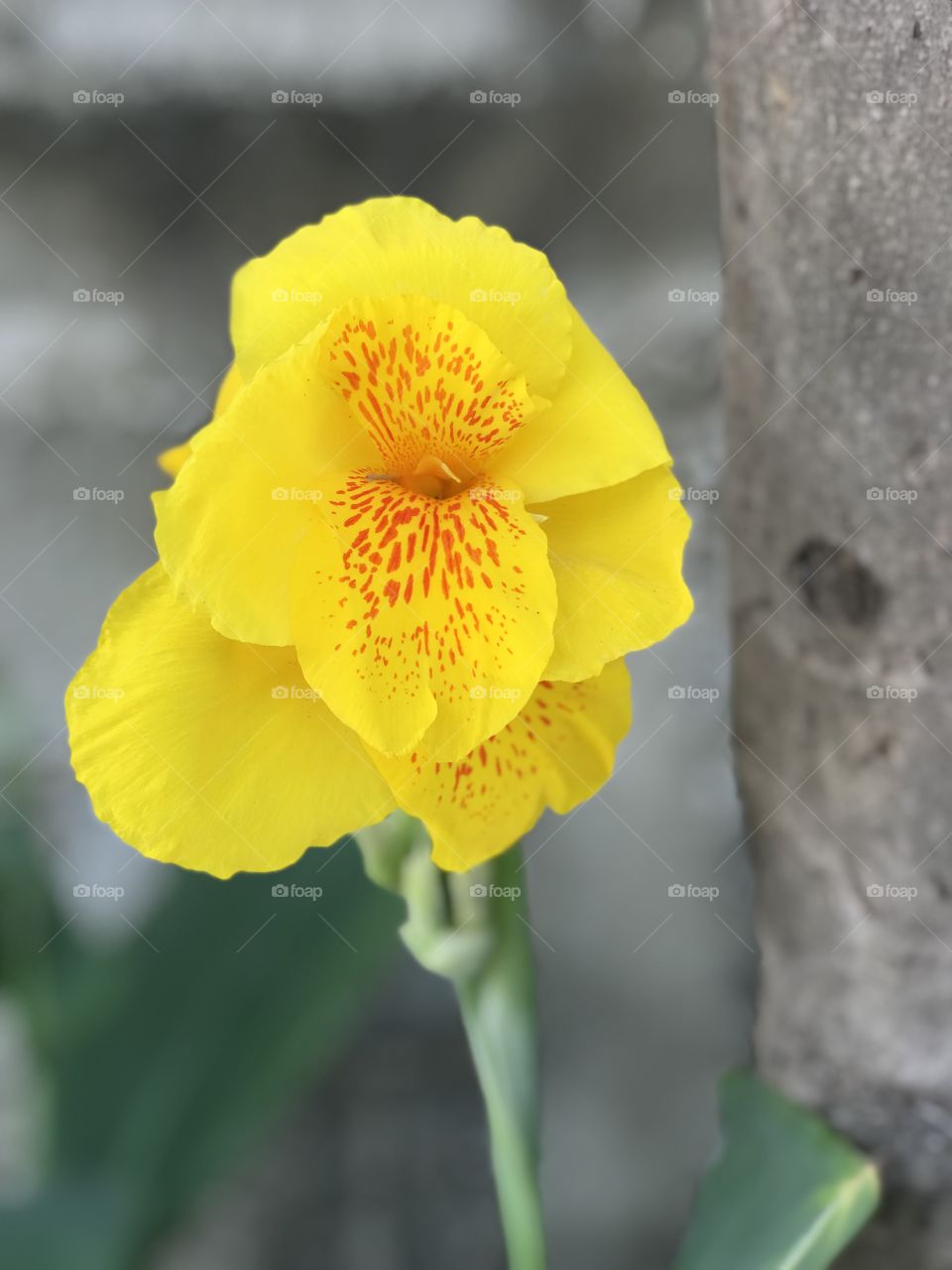 Beautiful yellow flower in the country of Guatemala 