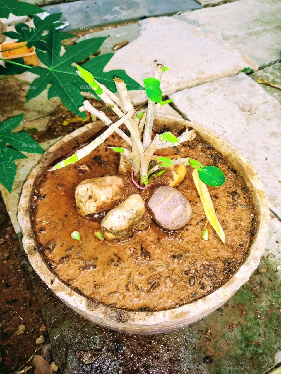 Banyan bonsai in making