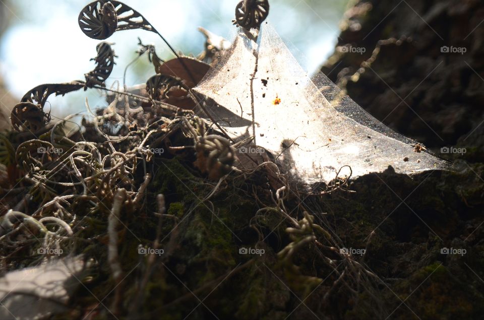 A beautiful spider web is illuminated by the rays of the sun.