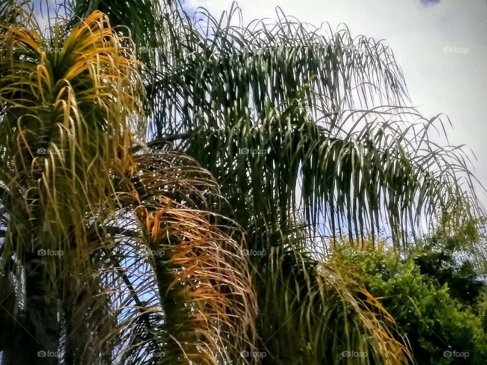 Palm Fronds Close-up