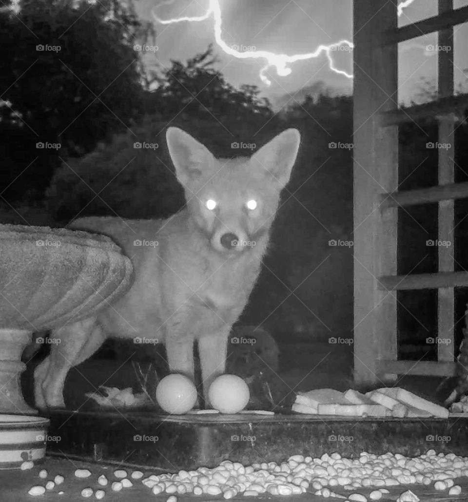 Fox with lightening