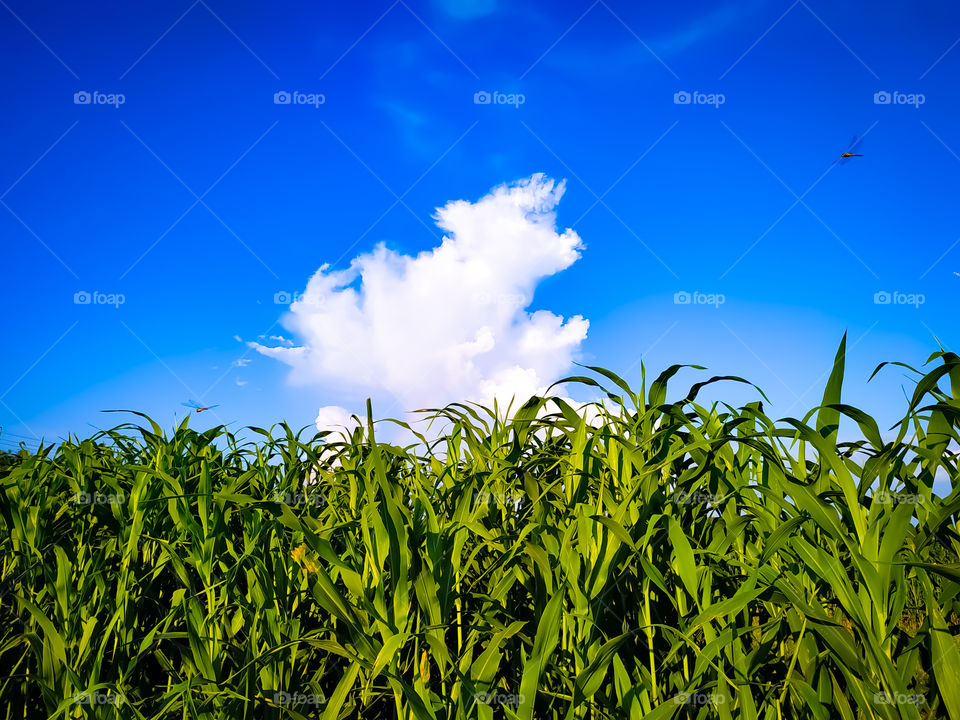 Millet plants field under blue sky with white clouds