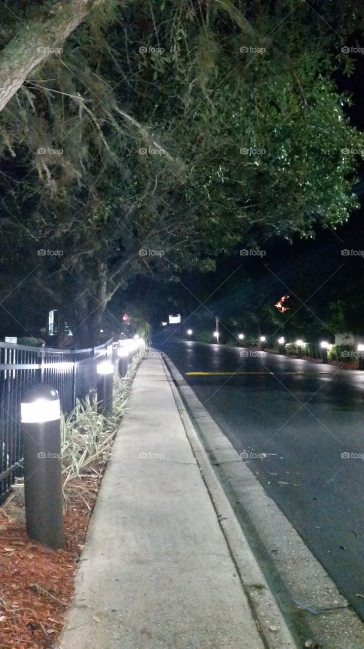 Tree branches, lights and night