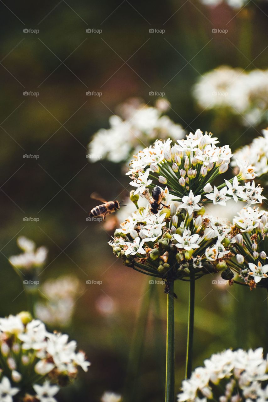 Bees flying over the flower