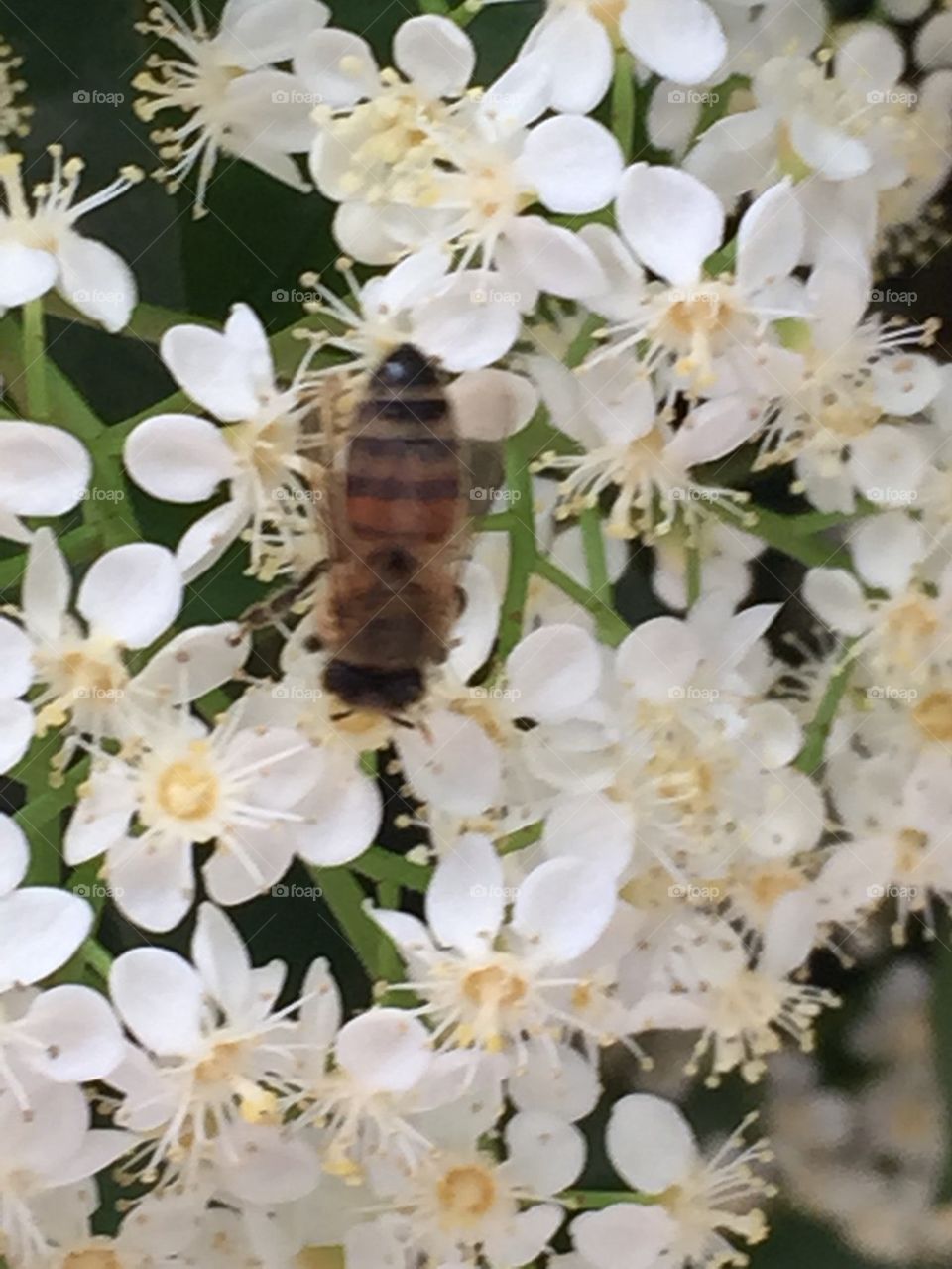 Honey Bee and Flowers
