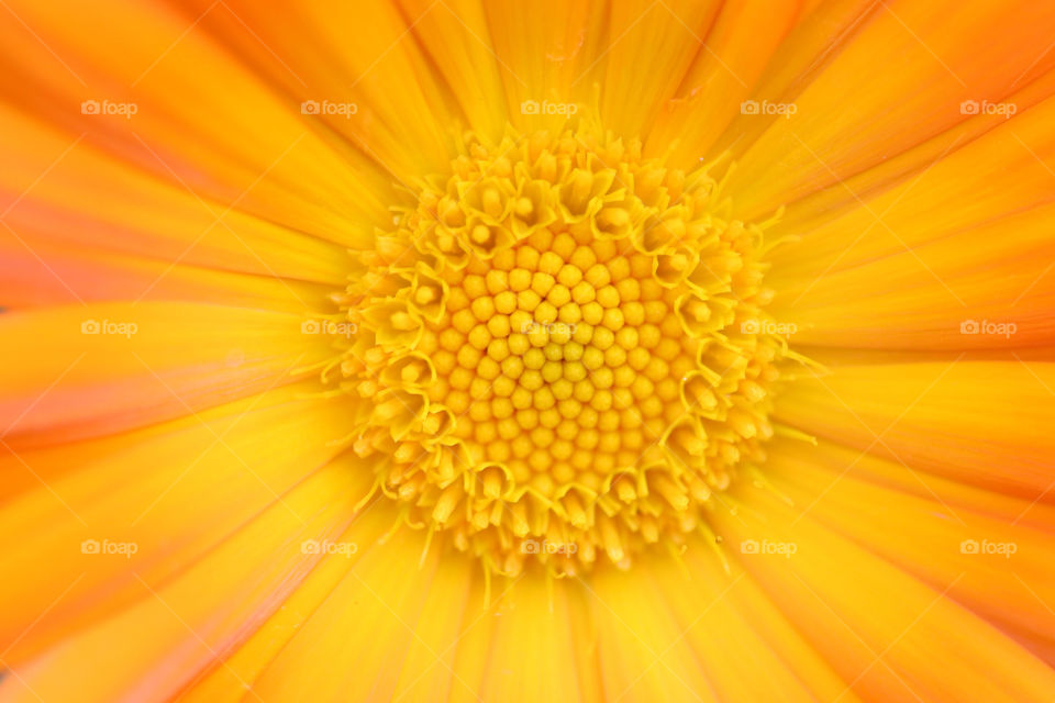 Full frame shot of sunflower