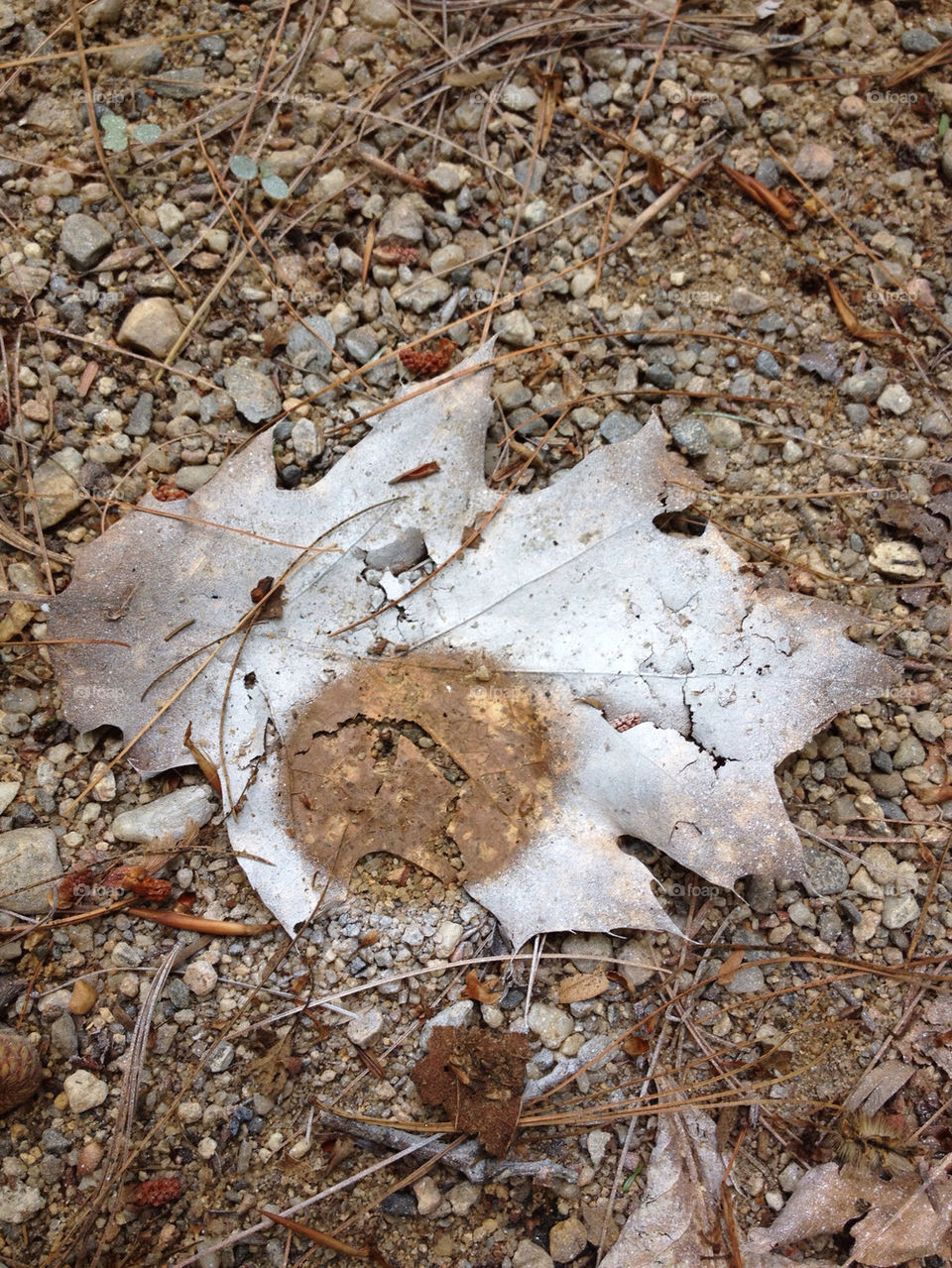 nature leaf dirt rocks by sarali11