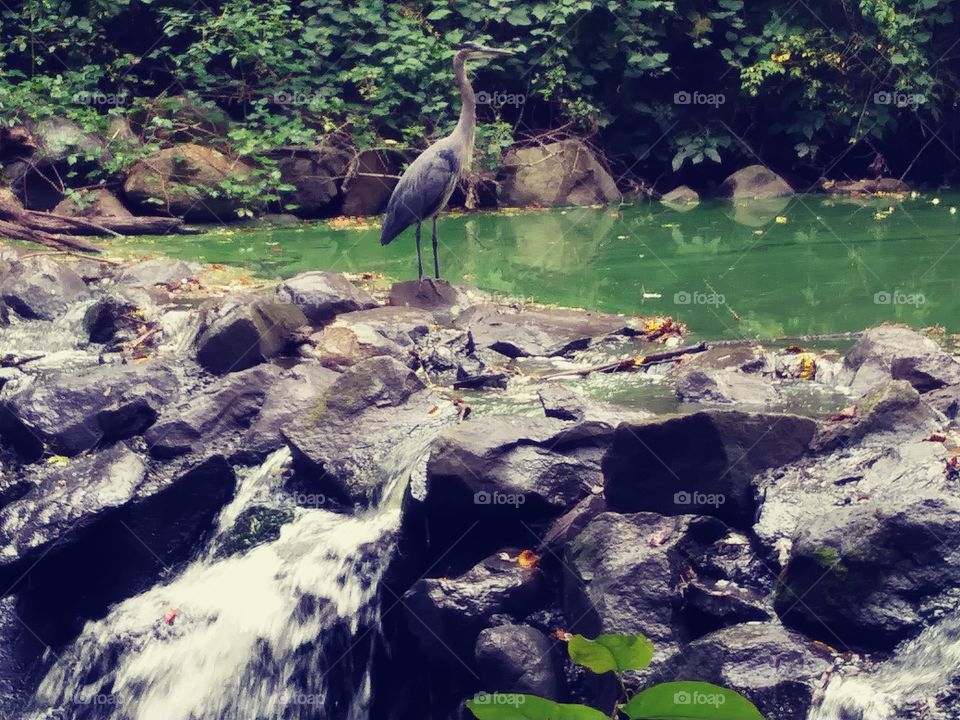 Grey heron near waterfall