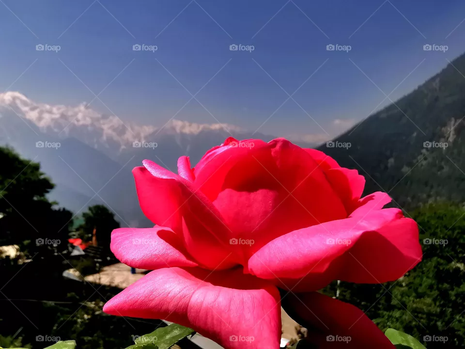 Rose