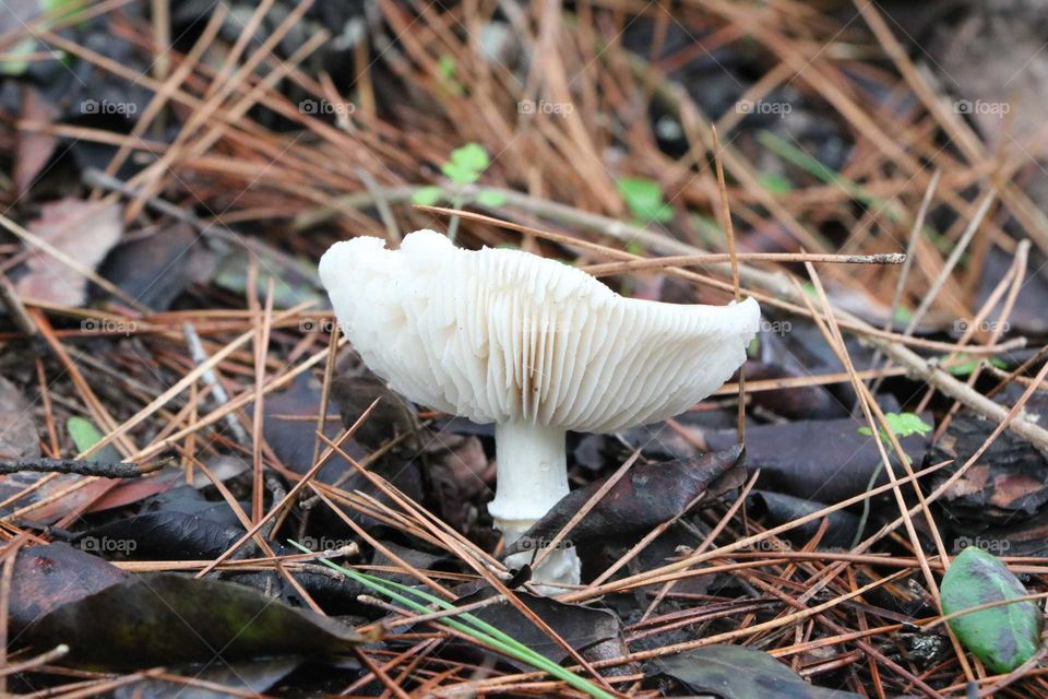 mushroom, white, leaf, moss,