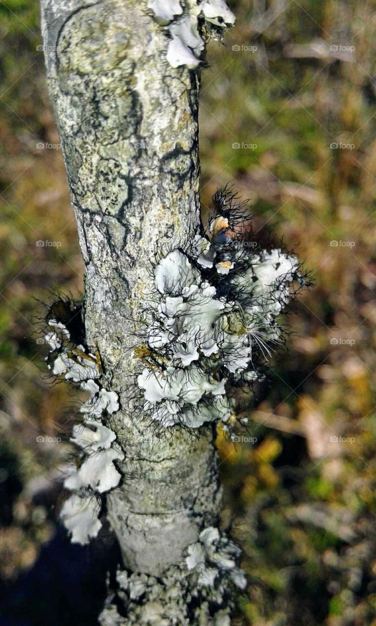 Lichen