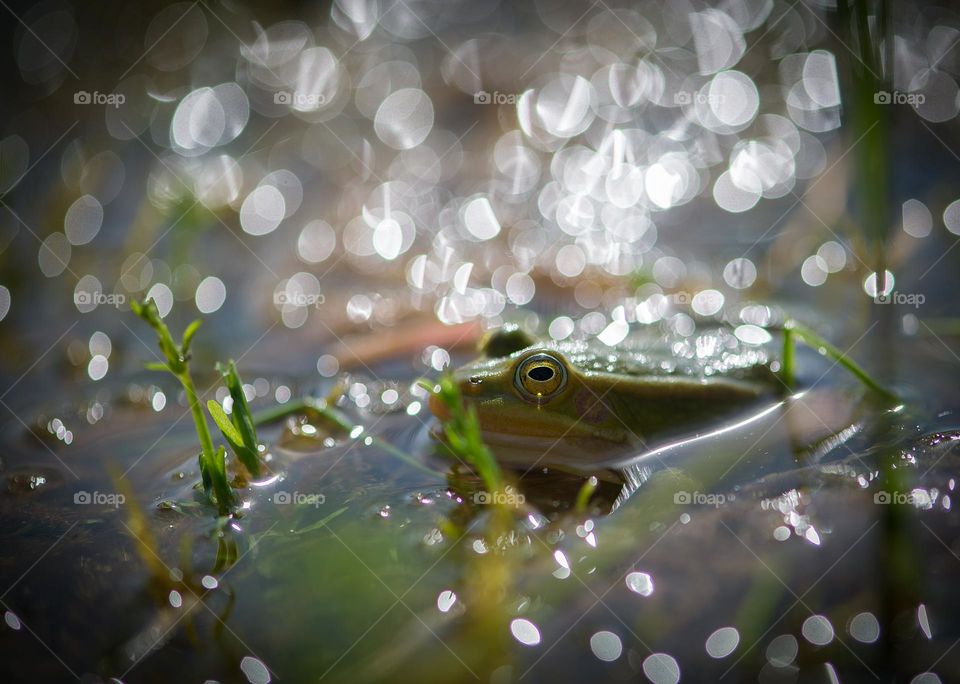 Green frog on bokeh background