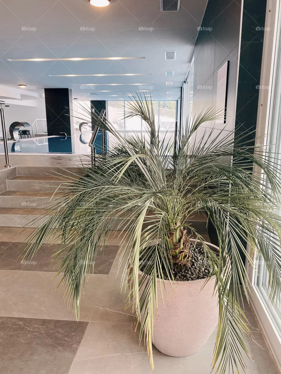 Plant