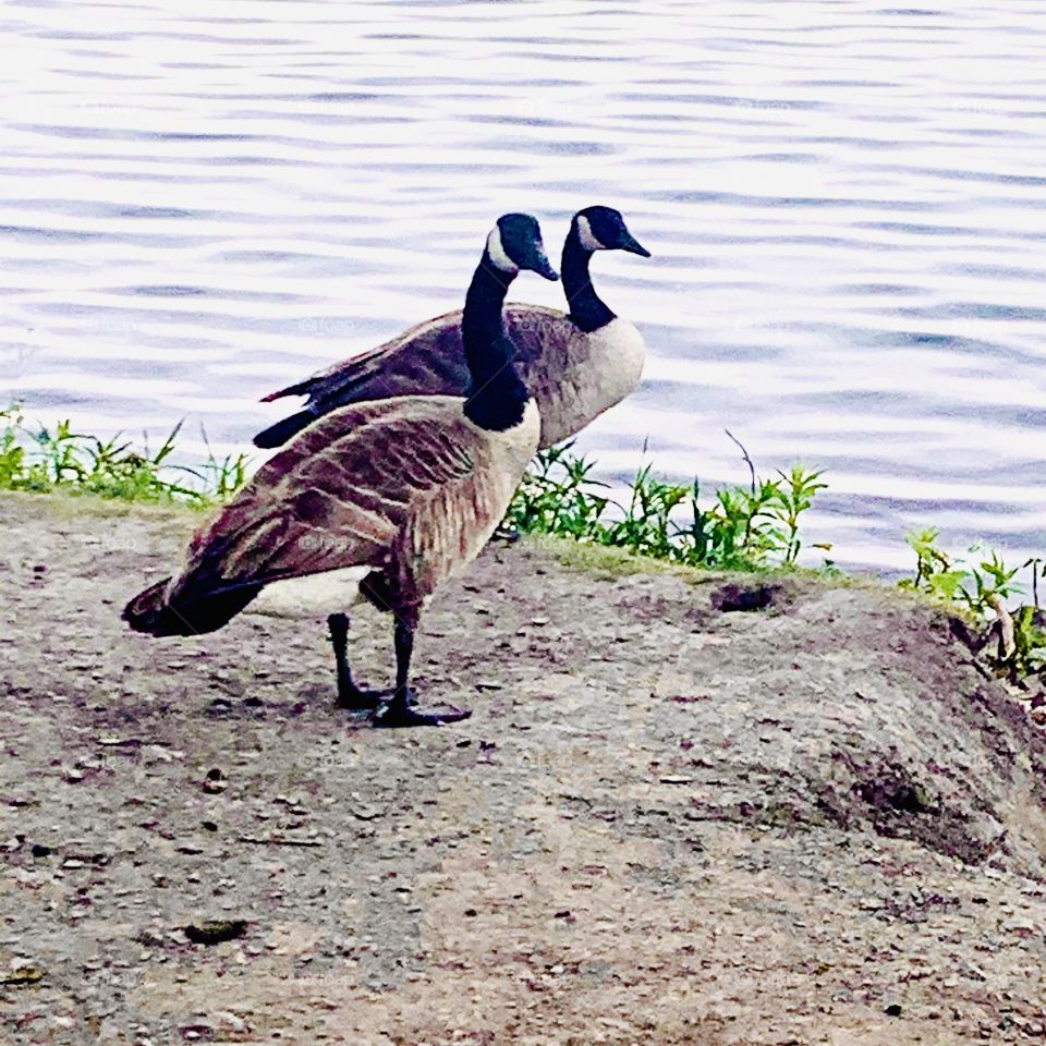 Two love bustards on the shores of the St. Lawrence River, Montreal, Quebec, Canada 