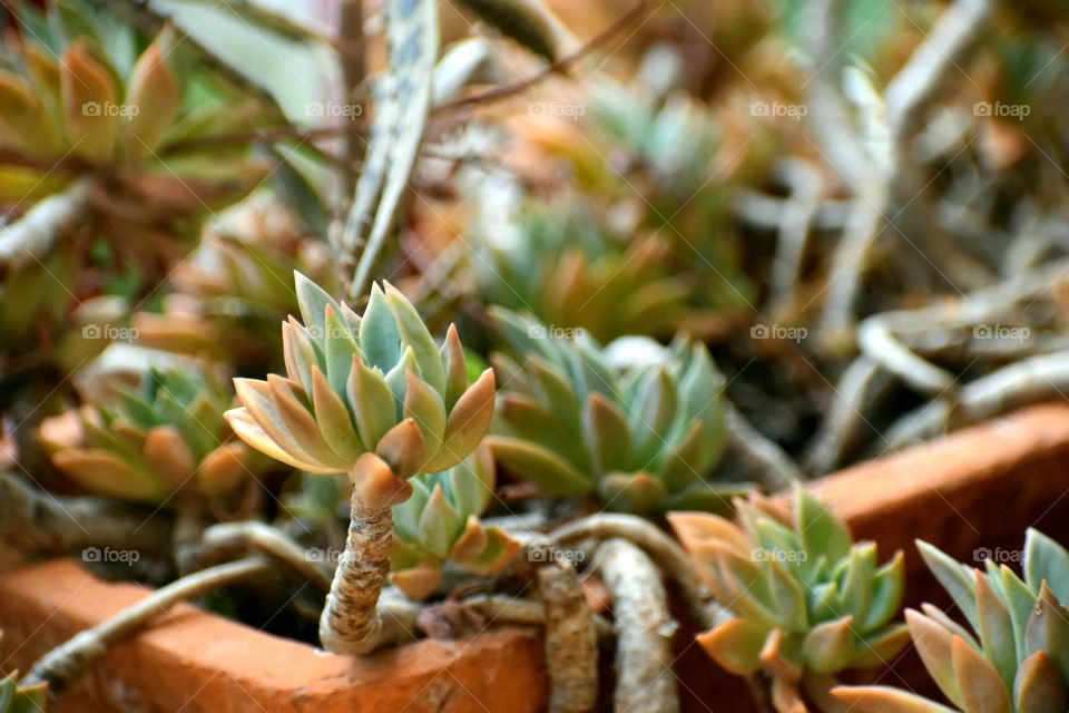 xGraptosedum 'Mediterranean Mystery