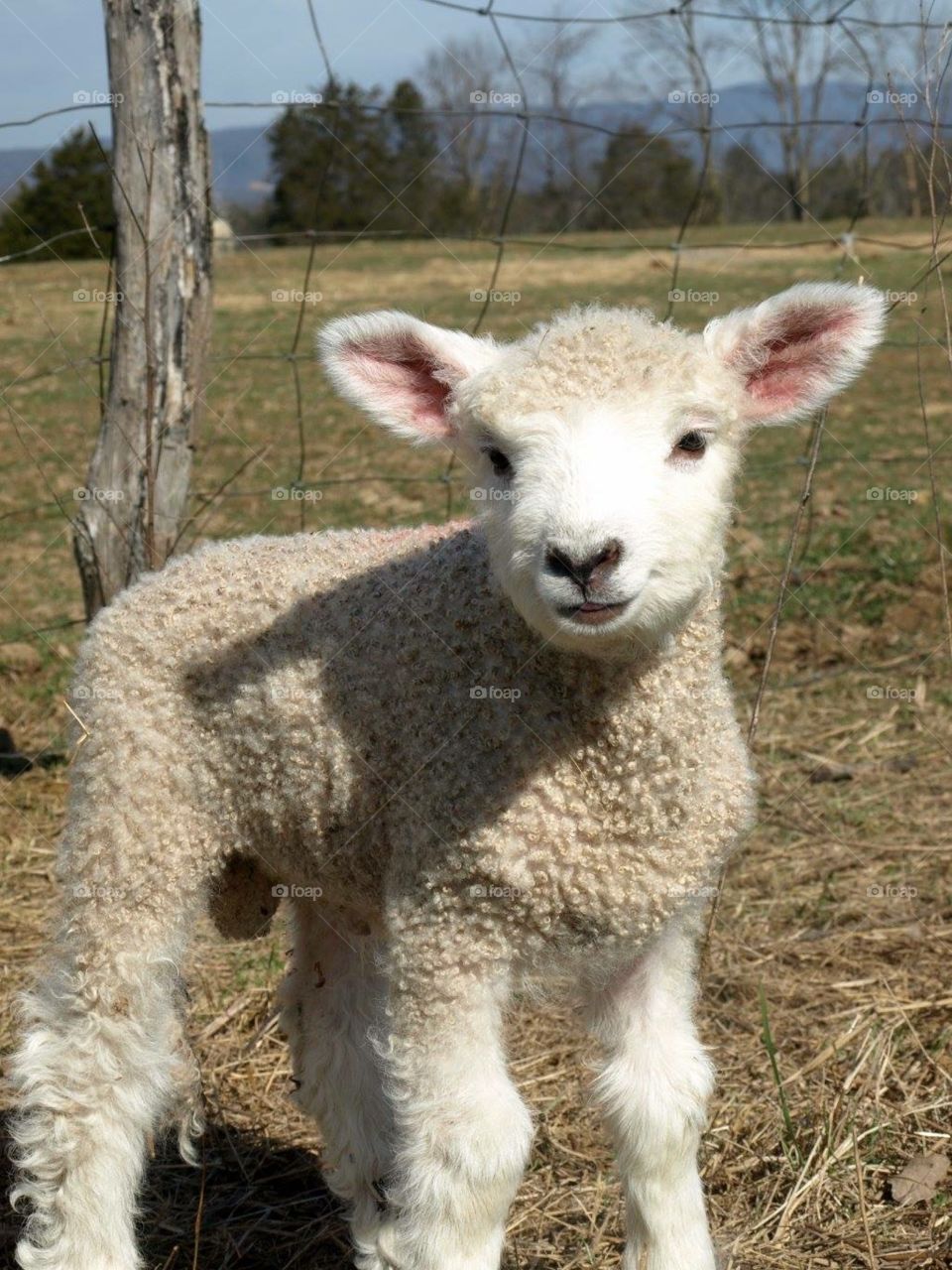 Ram lamb 