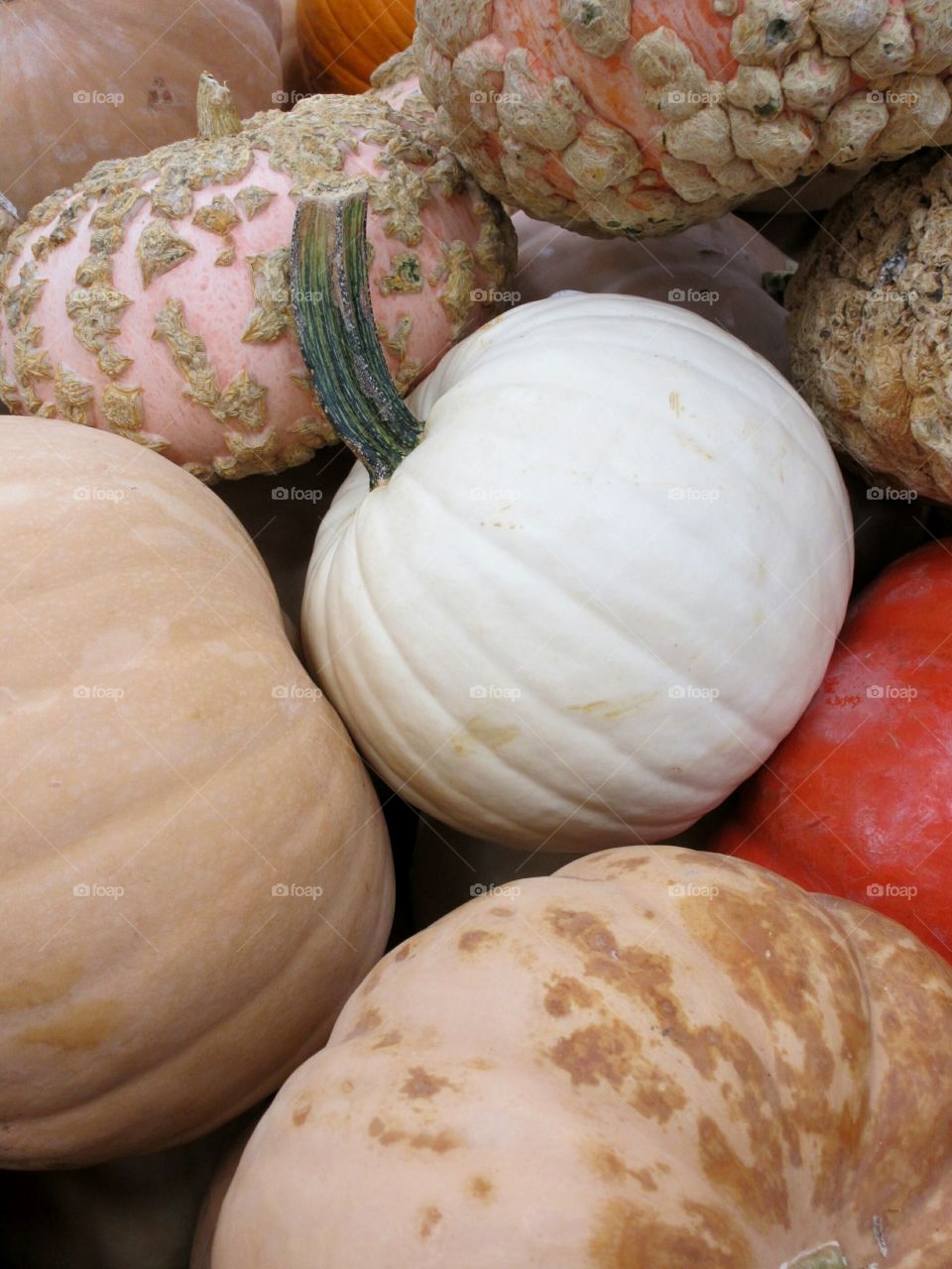 Close-up of pumpkin in autumn