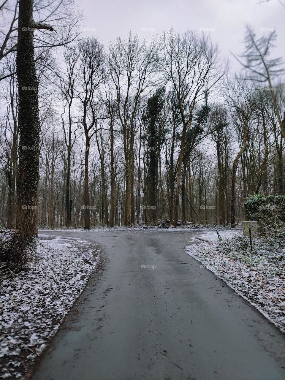 Photos of the forest