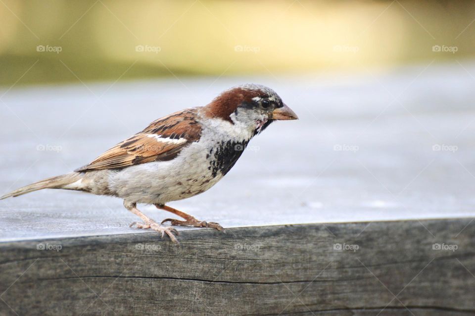 Closeup of a bird