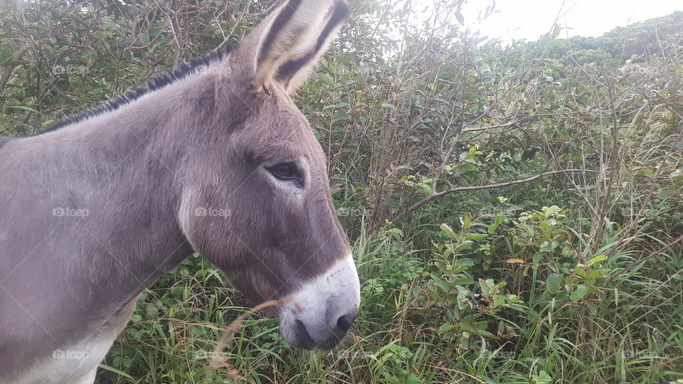 donkey profile in the bush