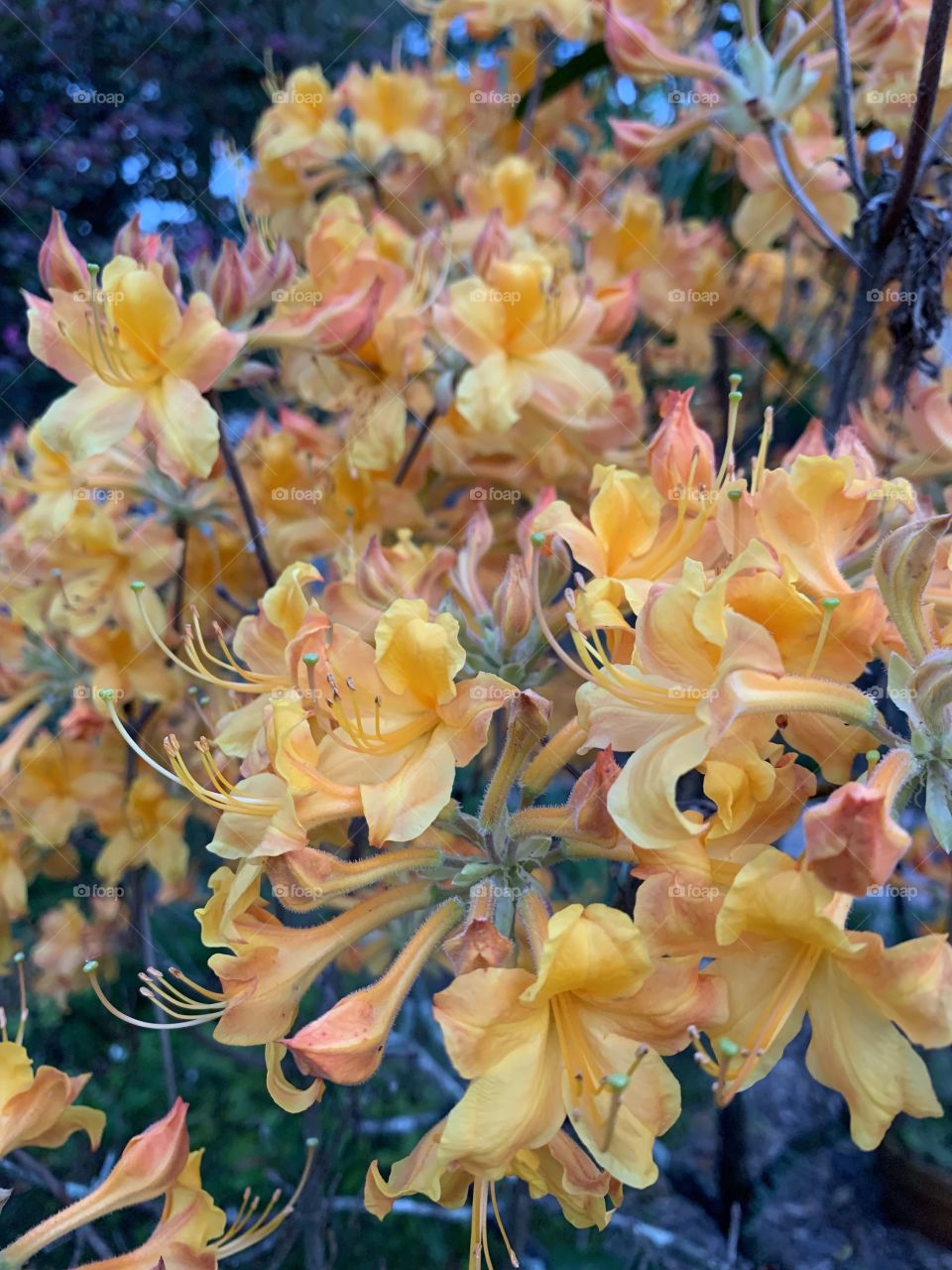 Flaming color! Hardy Orange Azaleas are brilliant flowering shrubs that bloom in magnificent profusion.