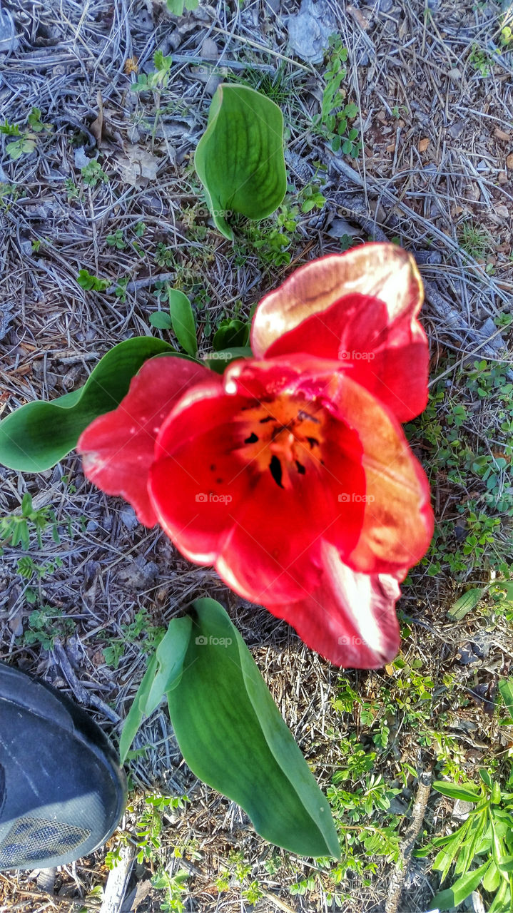 Tulip in the yard