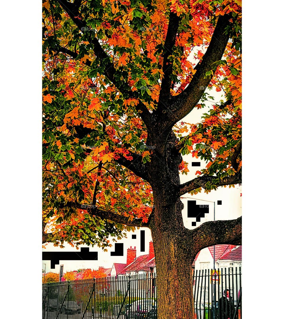 autumn tree while walking
