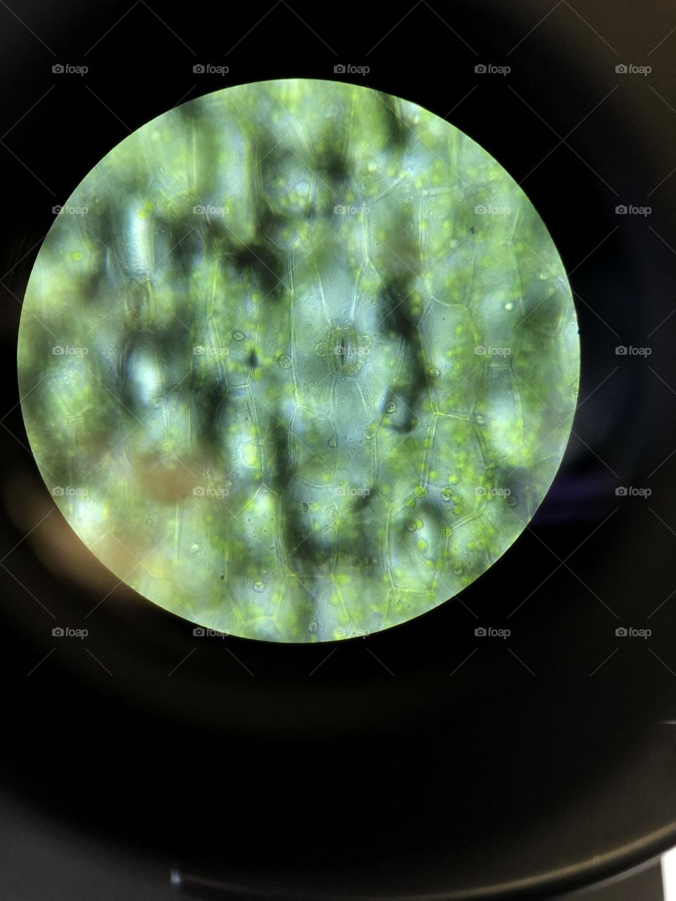 Utilized a compound microscope at 40x magnification to capture the cells inside an aloe Vera plant 