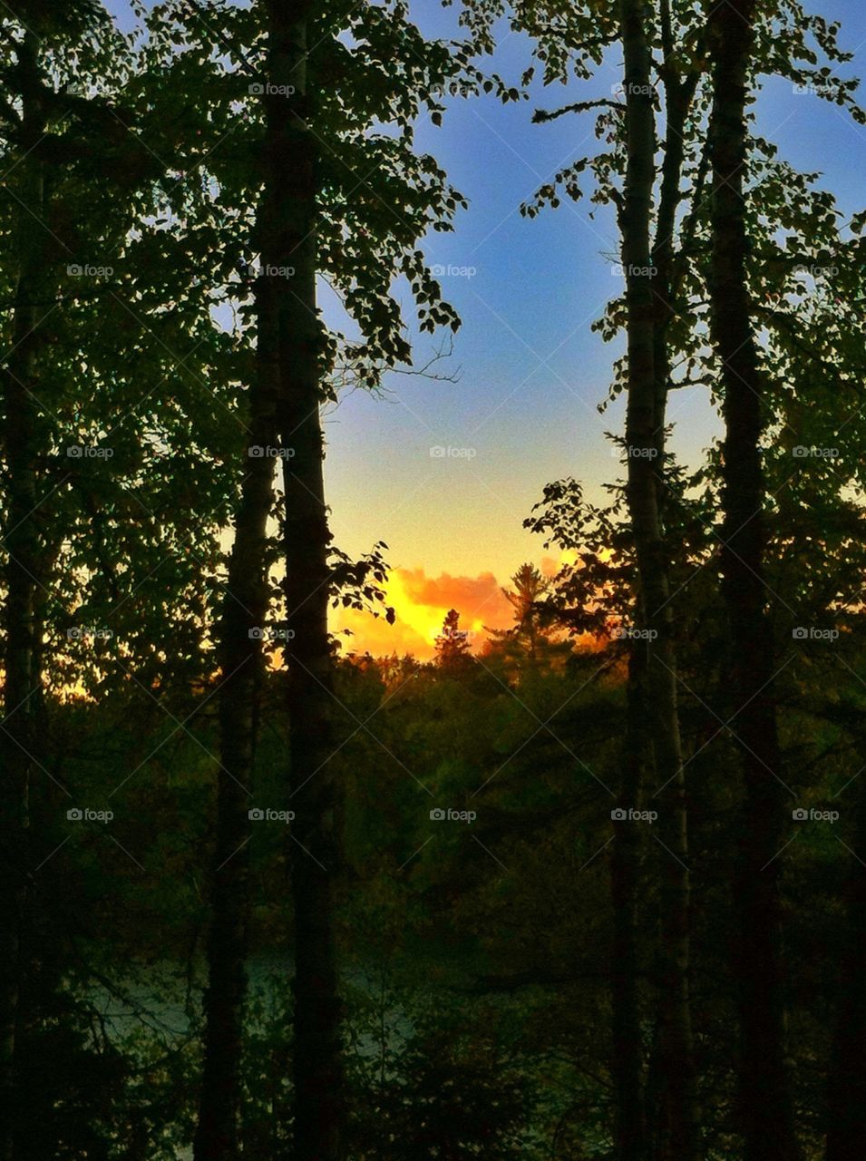 Peeking through the trees. Peeking at the sunset
