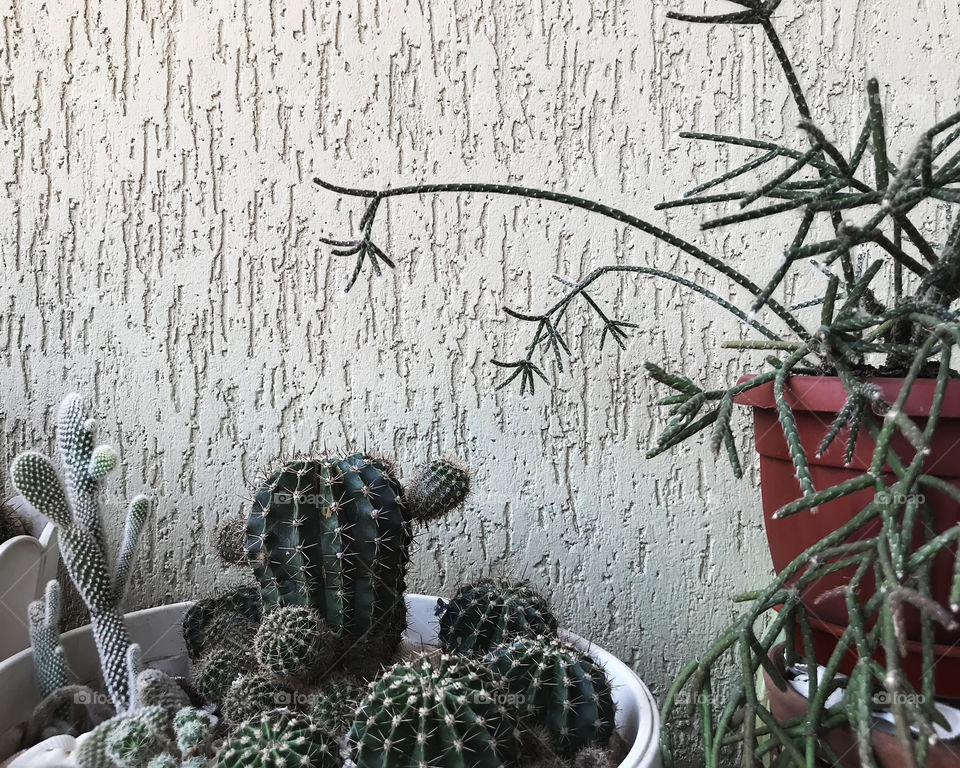 Cactuses 