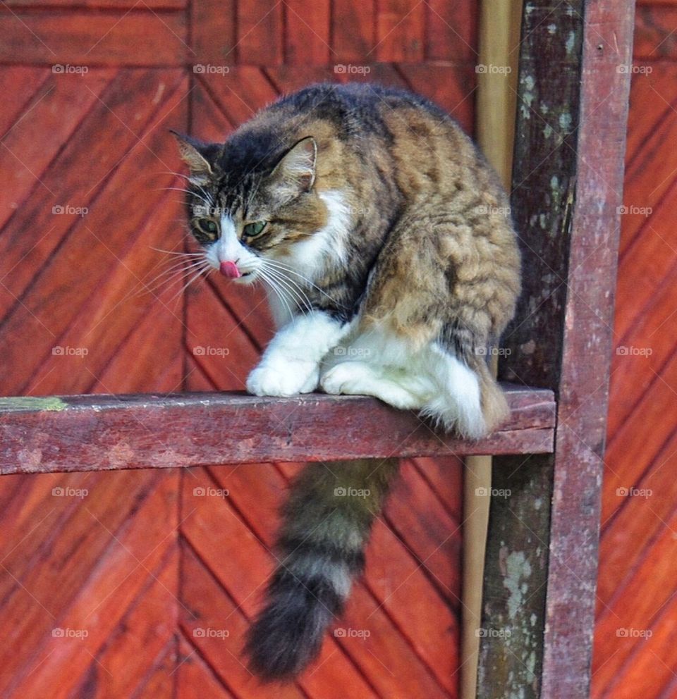 Cat on a porch