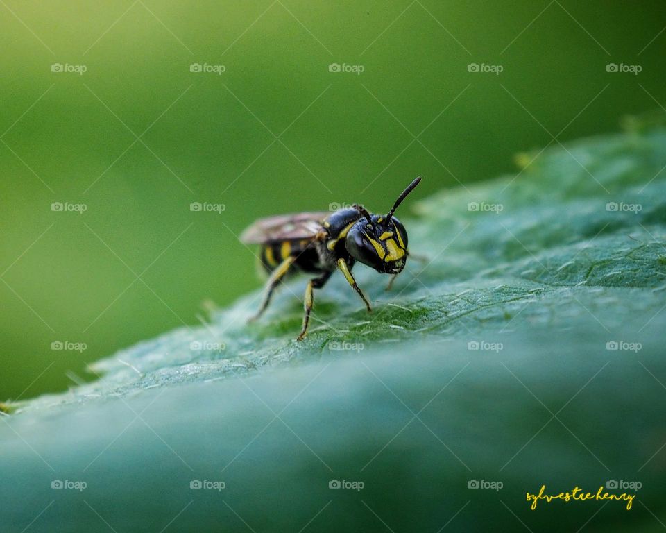 wasp on the leaf
