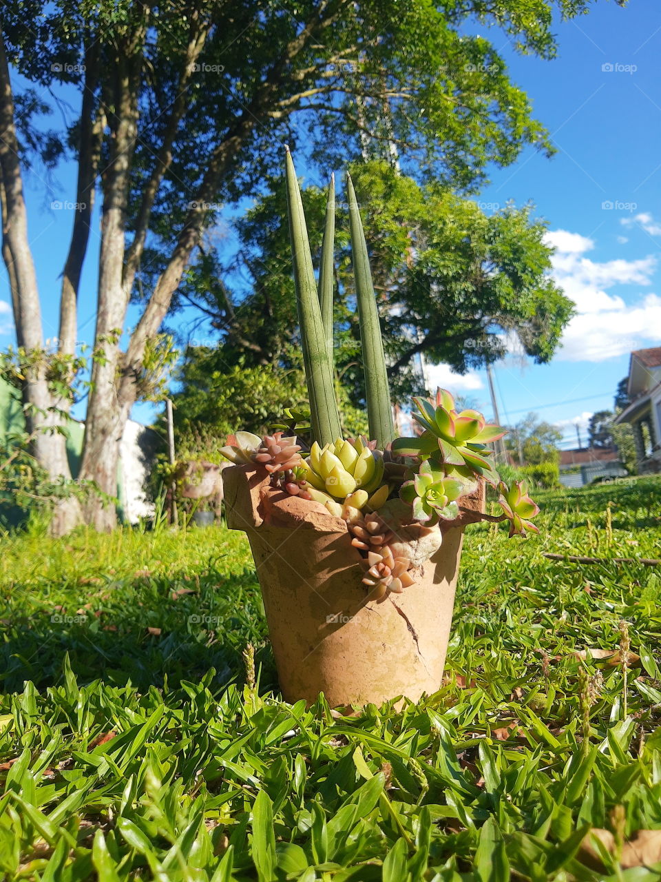 succulents arrangment