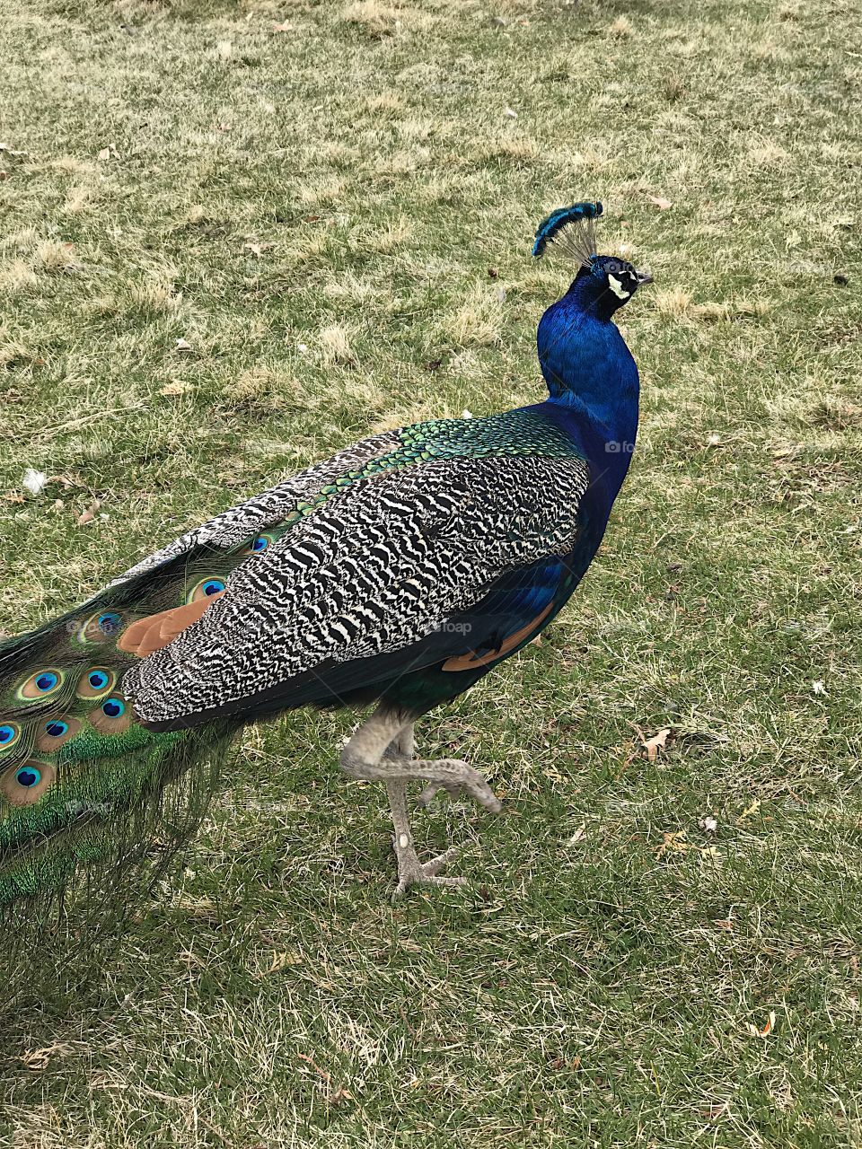 A male peacock with brilliant turquoise, blue, green, brown, black and white feathers foraging at Peterson’s Rock Garden in Central Oregon on a spring day. 