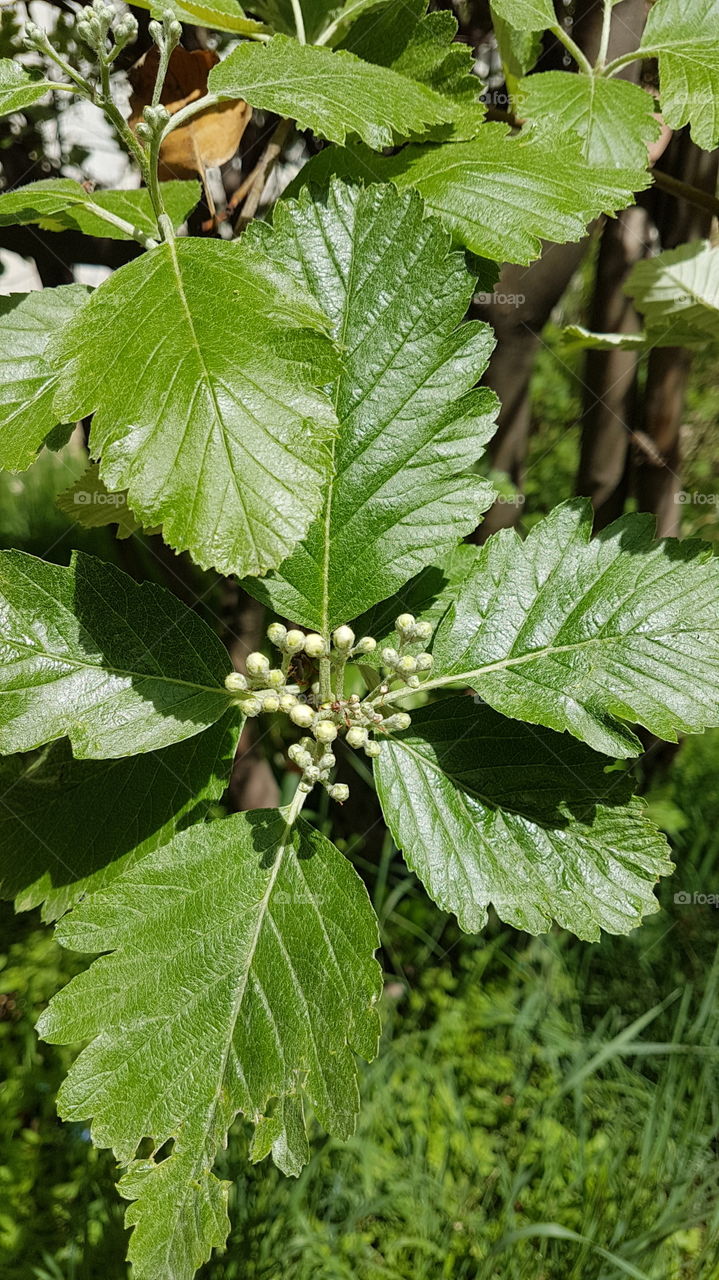 green branch with buds in spring