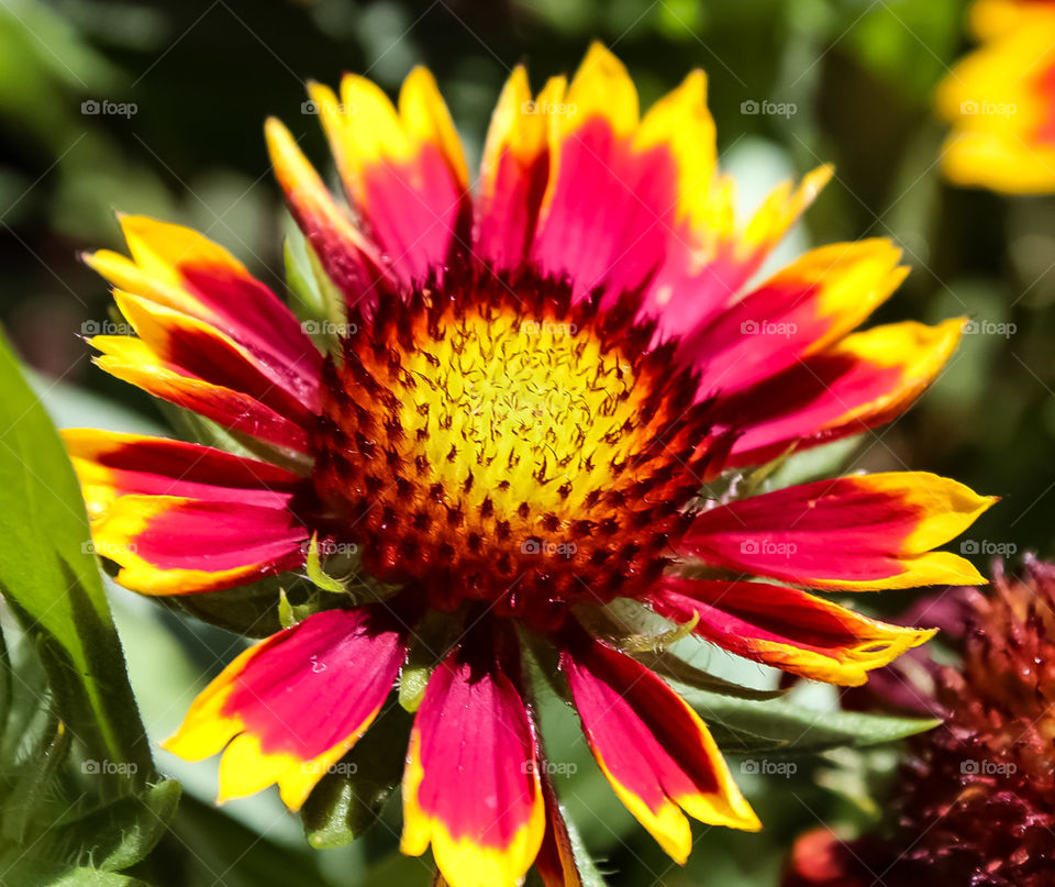 Fire flower in the sun