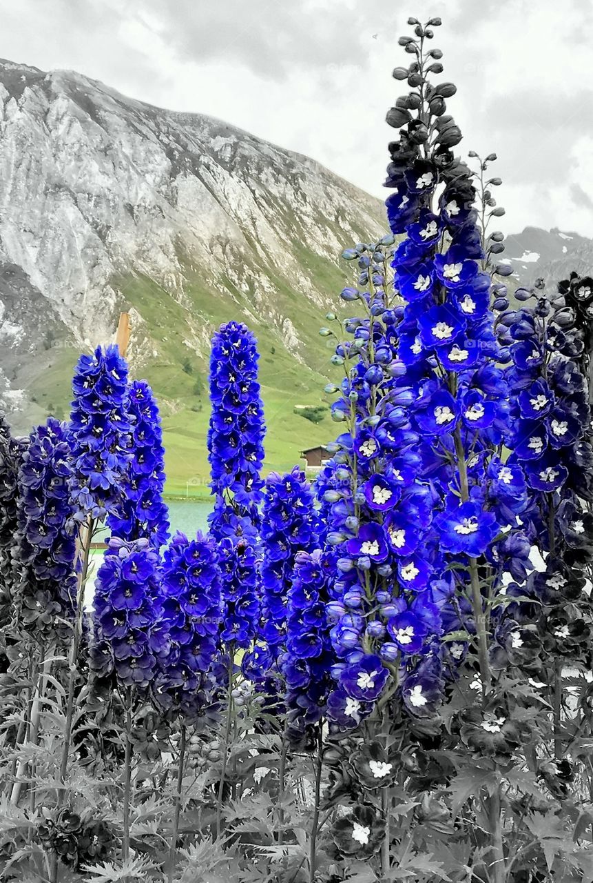 Delphiniums 