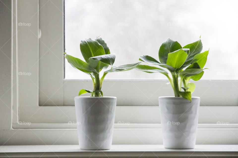 Two green plants in white pots on window sill