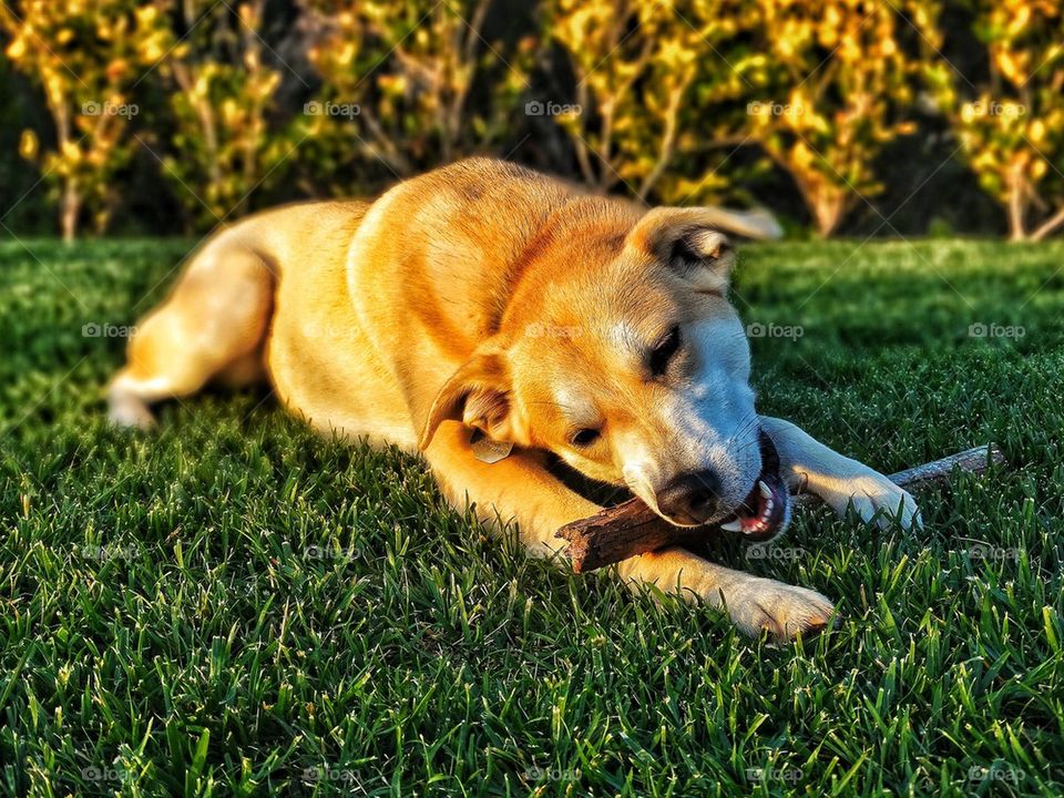 Dog chews a stick