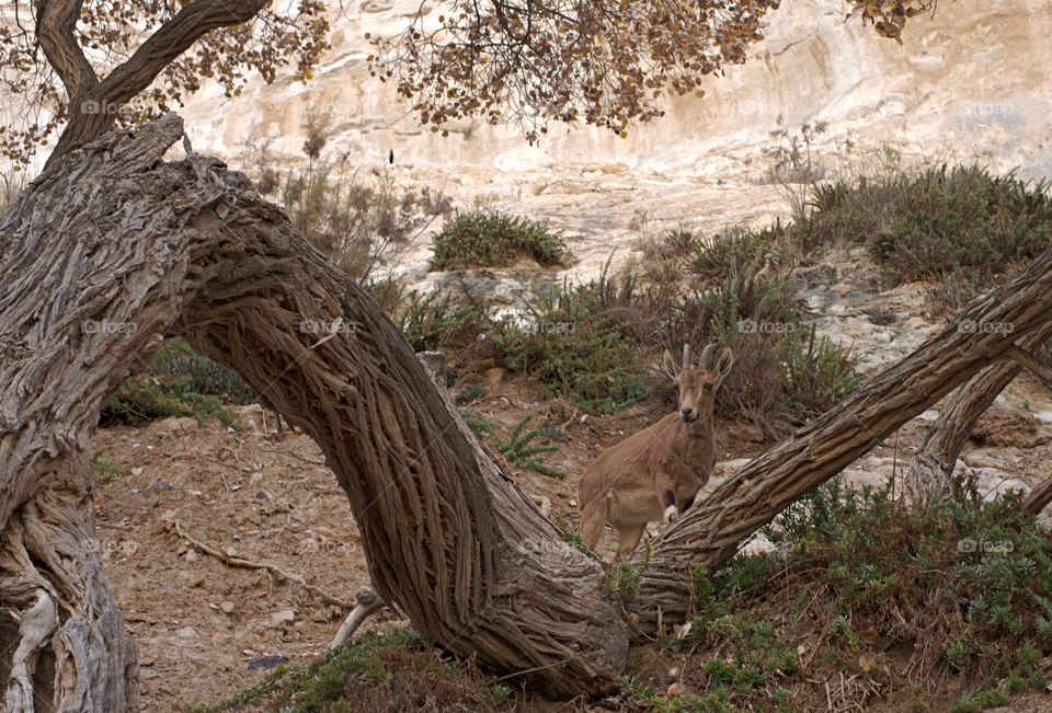 The Nubian Ibex in Ein Avdat National Park, Israel.