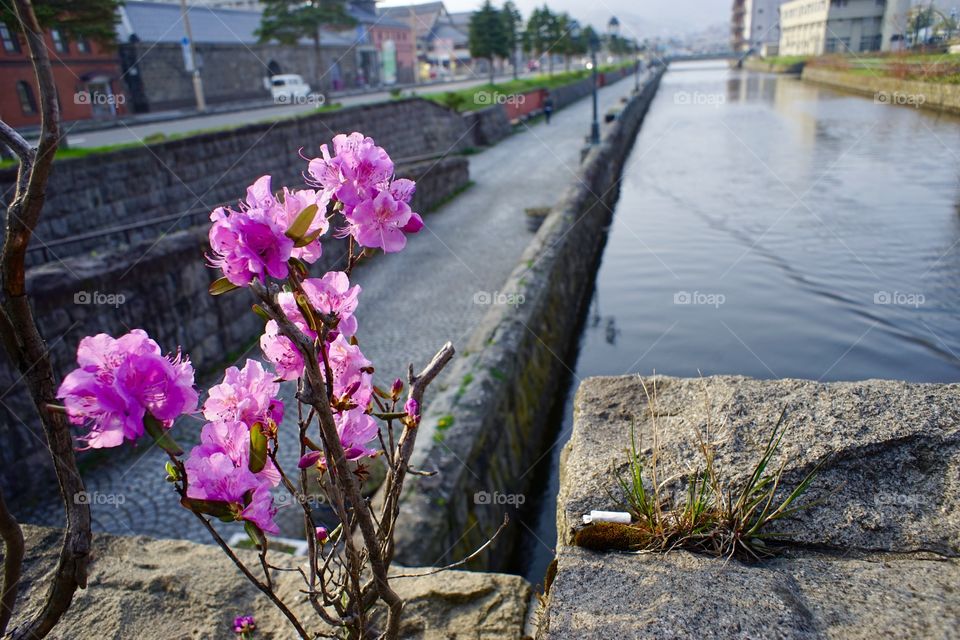 按快門時只看到花 與運河，重看照片發現煙蒂，出神想著是男是女留下痕跡，像 推理小說。 flower on bridge of canal Otaru in Japan 